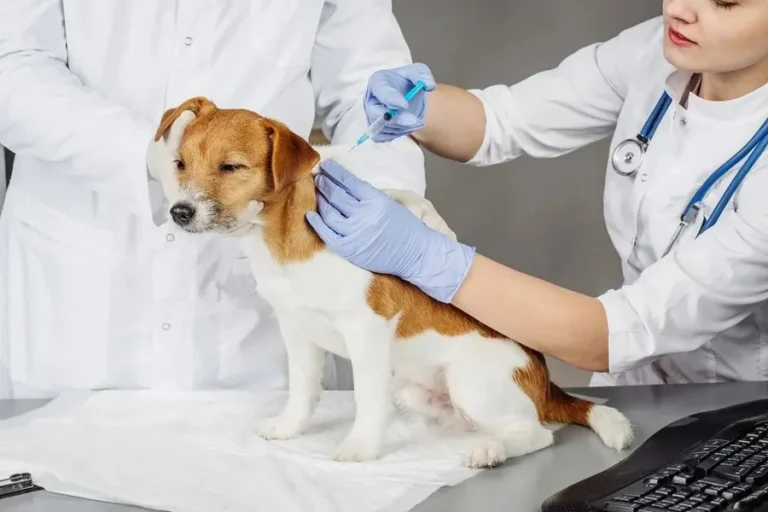 Preventative Care Tips From A General Veterinarian Veterinarian
