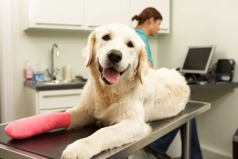 5 Signs Your Pet Needs A Veterinary Visit Right Away