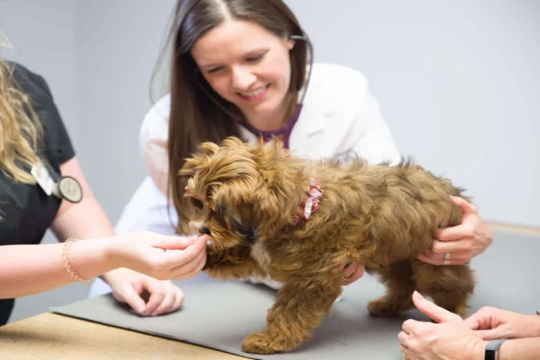 How Veterinary Hospitals Handle Emergency Pet Care Veterinary Hospitals