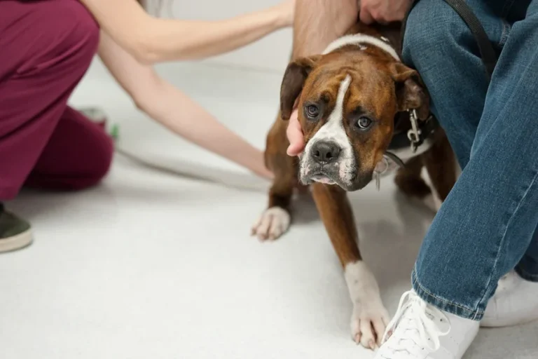 How Animal Hospitals Create Stress Free Experiences For Pets