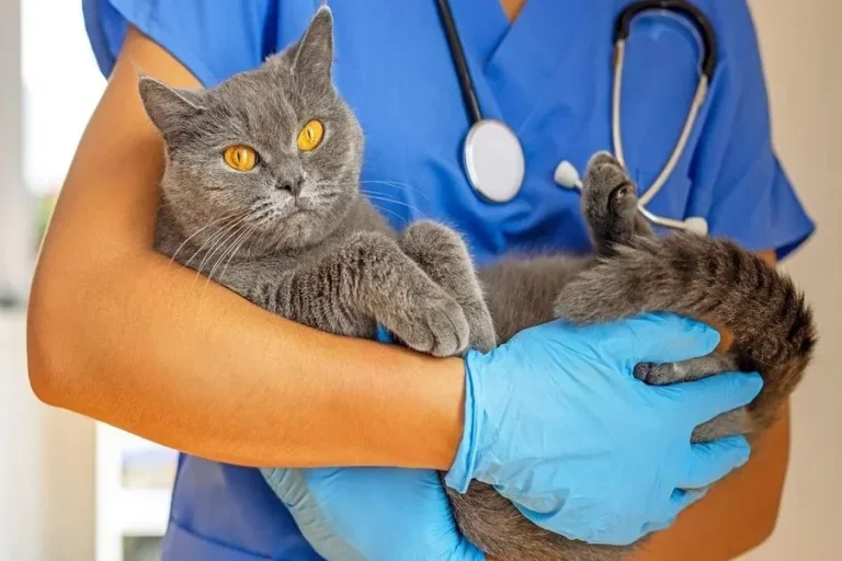 5 Preventive Services Commonly Recommended At Animal Hospitals Animal Hospitals