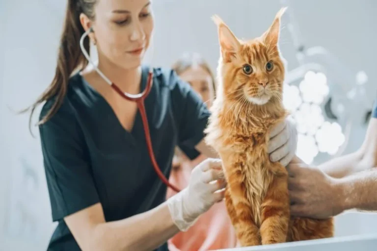 The Link Between Cat Clinics And Long Term Feline Wellness