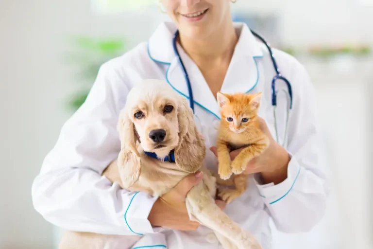 Small Animal Veterinary Hospitals