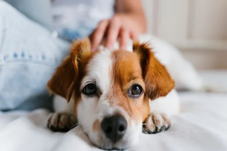 Why Animal Hospitals Are Vital For Maintaining Pet Wellness Records