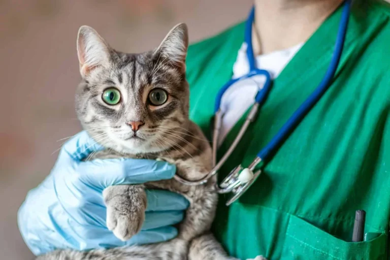 5 Reasons Veterinary Hospitals Are Vital To Pet Longevity
