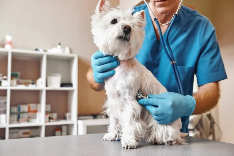 How Animal Hospitals Create Fear Free Experiences For Pets