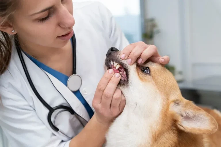 Pet Dental