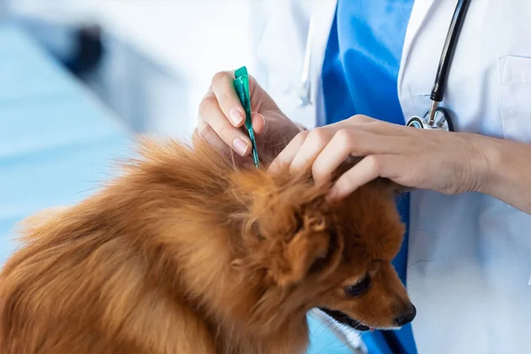 The Importance Of Parasite Prevention At Veterinary Hospitals Parasite