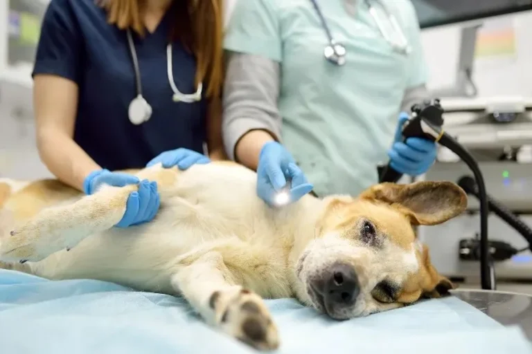 How Vets Ensure Comfort And Safety During Procedures Ensure Comfort