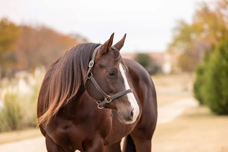 Horse Names
